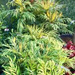 Mahonia eurybracteata 'Narihira' Mahonia eurybracteata 'Narihira'