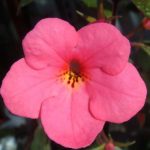 Achimenes 'Prima Donna' Achimenes 'Prima Donna'