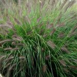 Pennisetum alopecuroides 'Viridescens' Pennisetum alopecuroides 'Viridescens'