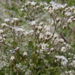 Gypsophila paniculata (velo da sposa) Gypsophila paniculata (velo da sposa)