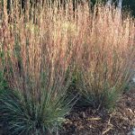 Andropogon scoparius 'Prairie Blues' Andropogon scoparius 'Prairie Blues'