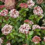 Viburnum tinus 'Lisarose' Viburnum tinus 'Lisarose'