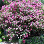 Rosa ‘William Baffin’ Rosa ‘William Baffin’