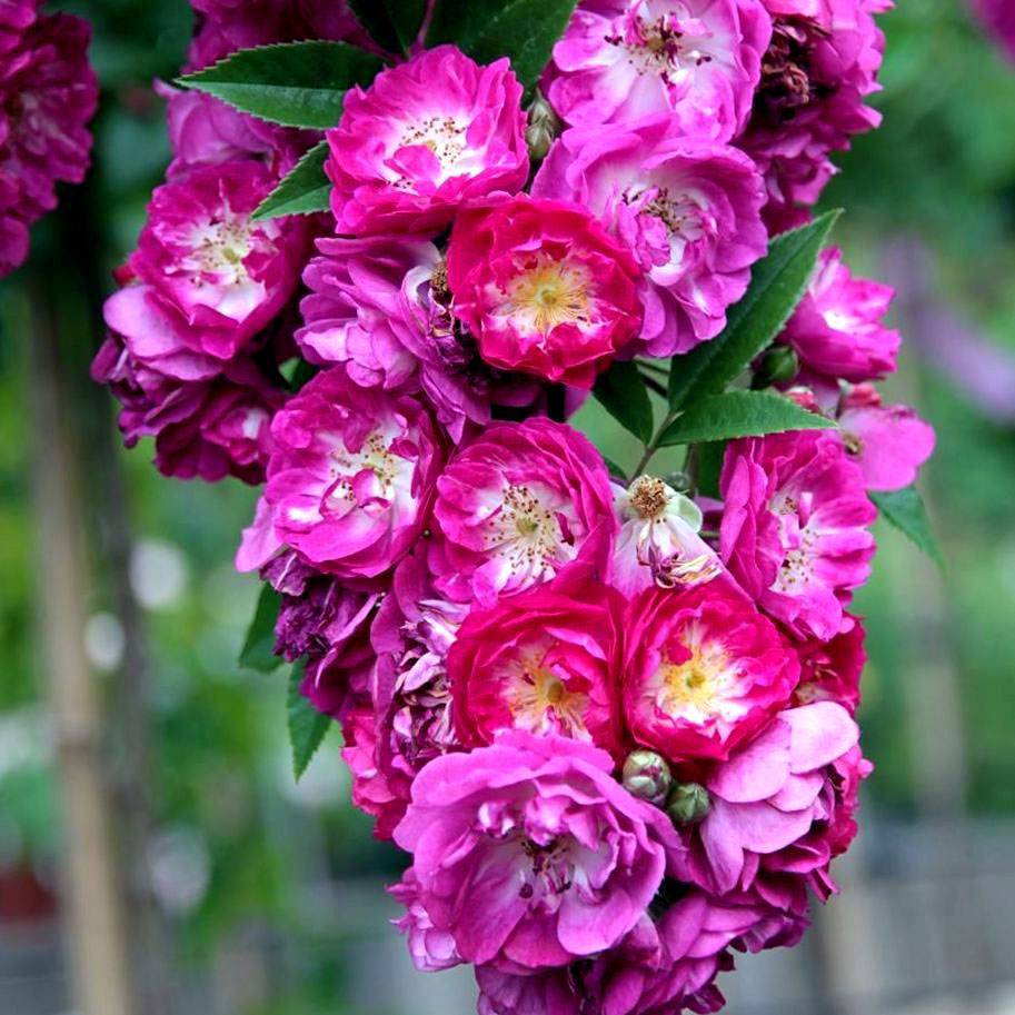 Rosa 'Perennial Blue' Rosa 'Perennial Blue'