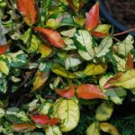 Trachelospermum asiaticum 'Ogon Nishiki' Trachelospermum asiaticum 'Ogon Nishiki'