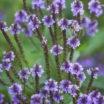 Verbena hastata Verbena hastata