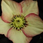 Helleborus orientalis 'Apricot Blush' sin. 'Apricot With Red Center' Helleborus orientalis 'Apricot Blush' sin. 'Apricot With Red Center'