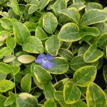 Vinca minor 'Blue and Gold' Vinca minor 'Blue and Gold'