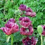 Papaver orientale 'Patty's Plum' Papaver orientale 'Patty's Plum'