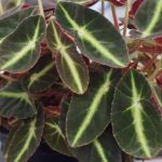 Begonia listada Begonia listada