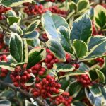 Ilex × altaclerensis 'Golden King' Ilex × altaclerensis 'Golden King'