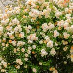Rosa ‘Ghislaine de Féligonde’ Rosa ‘Ghislaine de Féligonde’