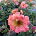 Geum coccineum "Mai Tai" Geum coccineum "Mai Tai"