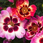 Rosa 'Blushing Babylon Eyes' Rosa 'Blushing Babylon Eyes'