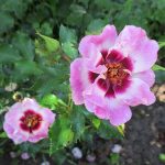 Rosa ‘Trendy Babylon Eyes' Rosa ‘Trendy Babylon Eyes'
