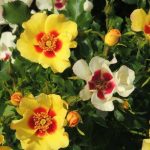 Rosa 'Cream Babylon Eyes' Rosa 'Cream Babylon Eyes'