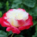 Rosa 'Double Delight' (‘ANDeli’) Rosa 'Double Delight' (‘ANDeli’)