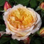 Rosa ‘Peach Parfum' Rosa ‘Peach Parfum'