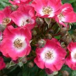 Rosa "Bashful" ("Giesebrecht") Rosa "Bashful" ("Giesebrecht")
