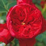 Rosa 'Florentina' ('KORtrameilo') Rosa 'Florentina' ('KORtrameilo')
