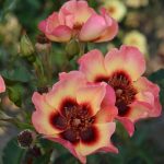 Rosa 'Fancy Babylon Eyes' Rosa 'Fancy Babylon Eyes'