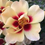 Rosa 'Pastel Babylon Eyes' Rosa 'Pastel Babylon Eyes'