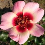 Rosa 'Sweet Babylon Eyes' Rosa 'Sweet Babylon Eyes'