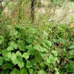Tolmiea menziesii Tolmiea menziesii