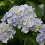 Hydrangea macrophylla 'Setsuka-yae' Hydrangea macrophylla 'Setsuka-yae'