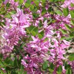 Indigofera kirilowii Indigofera kirilowii