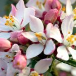 Choisya x ternata 'Apple Blossom' Choisya x ternata 'Apple Blossom'