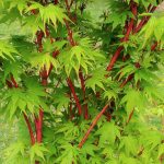Acer palmatum 'Sango Kaku' Acer palmatum 'Sango Kaku'