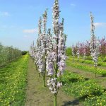Prunus serrulata “Amanogawa” Prunus serrulata “Amanogawa”