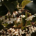 Styrax japonicus 'Purple Dress' Styrax japonicus 'Purple Dress'