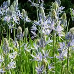 Camassia cusickii Camassia cusickii