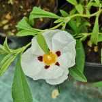 Cistus x purpureus 'Alan Fradd' Cistus x purpureus 'Alan Fradd'