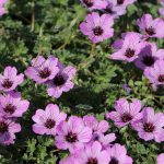 Geranium cinereum 'Ballerina' Geranium cinereum 'Ballerina'