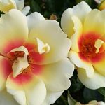 Rosa 'Glorious Babylon Eyes' Rosa 'Glorious Babylon Eyes'