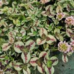 Trifolium repens 'Dragon's Blood' Trifolium repens 'Dragon's Blood'