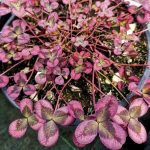 Trifolium repens 'Isabella' Trifolium repens 'Isabella'