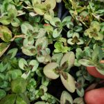 Trifolium repens 'Spring' Trifolium repens 'Spring'