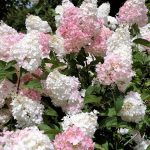 Hydrangea paniculata “Vanille Fraise” Hydrangea paniculata “Vanille Fraise”