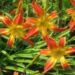 Hemerocallis 'Firestorm' Hemerocallis 'Firestorm'