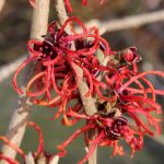 Hamamelis x intermedia “Diane” Hamamelis x intermedia “Diane”