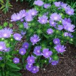 Stokesia laevis 'Peachie's Pick' Stokesia laevis 'Peachie's Pick'