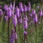 Liatris spicata Liatris spicata