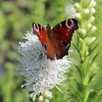 Liatris spicata “Floristan White” Liatris spicata “Floristan White”