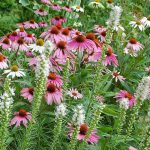Fiori bianchi e rosa Fiori bianchi e rosa