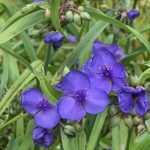 Tradescantia x andersoniana Tradescantia x andersoniana