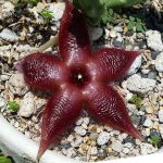 Stapelia asterias var. lucida Stapelia asterias var. lucida